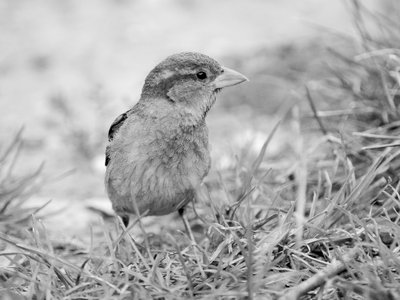 Teremtés hete - madár Fotó: Nadine Doerlé/Pixabay.com