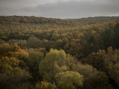Kövesi Eszter zárókép - 2024. november. Fotó: Sebestyén László  - erdő, természet, vadon, táj, fa