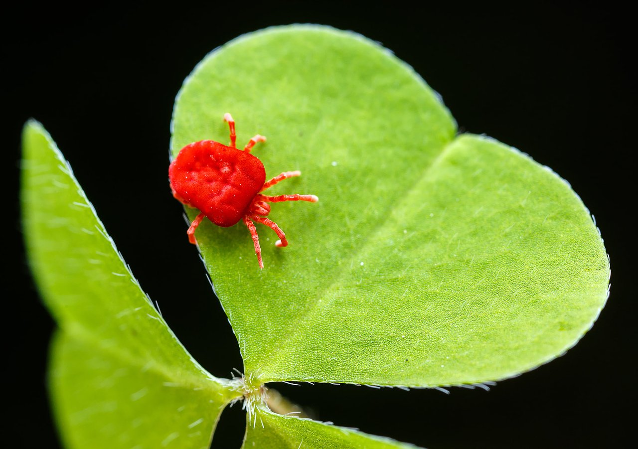 Trombidium faj, egy termetes bársonyatka, madársóska levelén- Fotó: Ujvári Zsolt