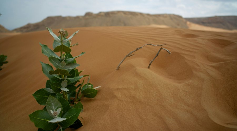 Kitartás, ellenállás, sivatag, növény, remény Fotó: Unsplash/Julius Yls