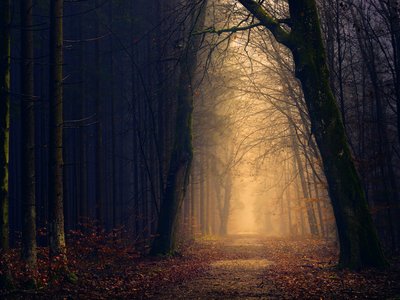 A megszentelődés útján haladva ,erdő Fotó: Unsplash
