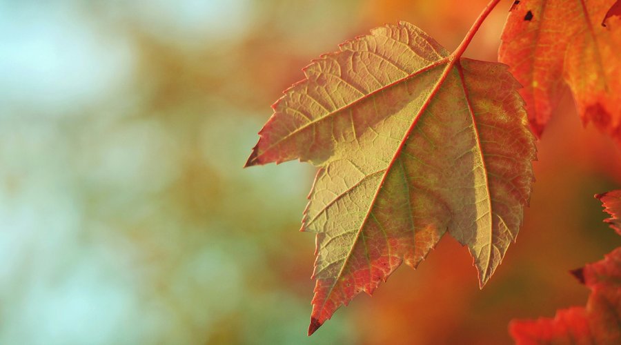 aaron-burden-tym4_ggmevu-unsplash