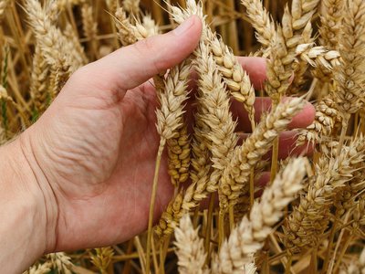 wheat-1530321_1280.jpg